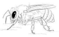 Albinuta