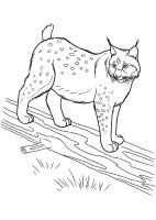 Animale salbatice