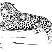 Animale salbatice