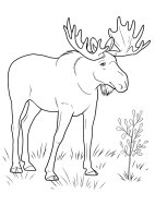 Animale salbatice