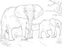 Animale salbatice