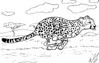 Animale salbatice