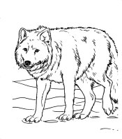 Animale salbatice