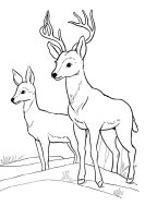 Animale salbatice
