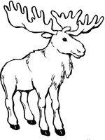 Animale salbatice
