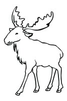 Animale salbatice