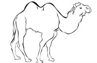 Animale salbatice