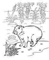 Animale salbatice