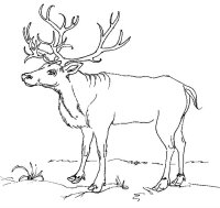 Animale de la polul nord