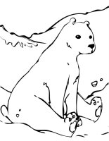 Animale de la polul nord