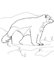 Animale de la polul nord