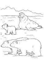 Animale de la polul nord