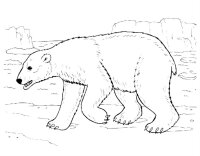 Animale de la polul nord