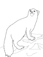Animale de la polul nord
