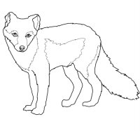 Animale de la polul nord