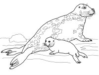 Animale de la polul nord