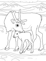 Animale de la polul nord