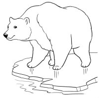 Animale de la polul nord