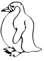 Animale de la polul nord