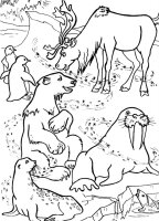 Animale de la polul nord