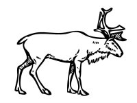 Animale de la polul nord