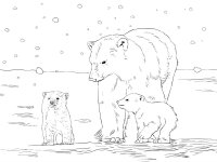 Animale de la polul nord