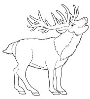 Animale de la polul nord