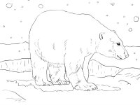 Animale de la polul nord
