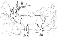 Animale de la polul nord