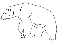 Animale de la polul nord