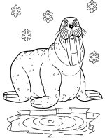 Animale de la polul nord