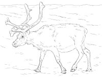 Animale de la polul nord