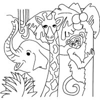 Animale din jungla