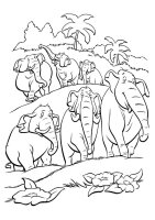 Animale din jungla