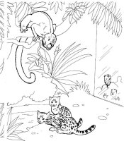 Animale din jungla