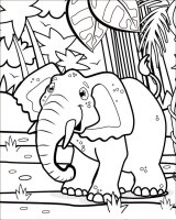 Animale din jungla