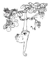 Animale din jungla