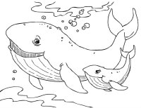Animale marine