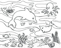 Animale marine