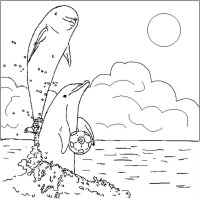 Apa