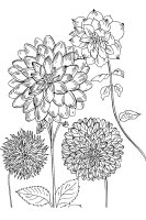 Aster