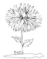 Aster