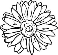 Aster