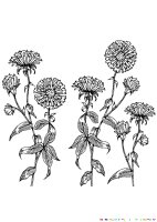 Aster