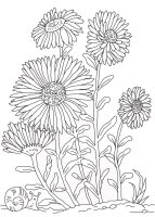 Aster