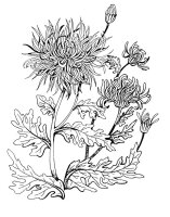 Aster