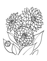 Aster
