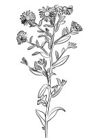 Aster