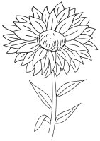 Aster