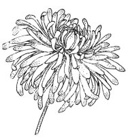 Aster